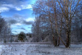Birke / ***