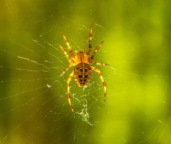 Spinne / ***