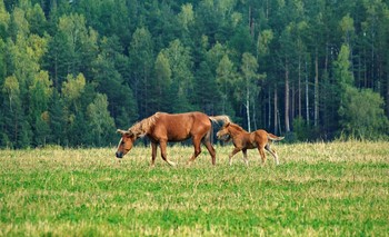 Pferde / ***