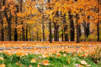 Im Herbst des Parks ... / ***