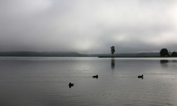 Morgennebel / ***