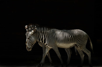 Paarlauf / Natürliche Freistellung
Ein langes warten bis die Zebras im Licht waren und der Hintergrund im Schatten.
Anschliessend am PC Tiefen runter Licht etwas rauf und Kontrast erhöhen.