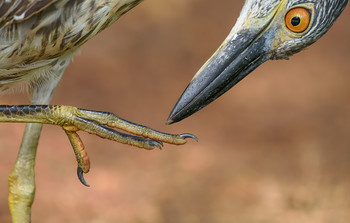 Yellow-crowned Night-Heron up close and personal / ***