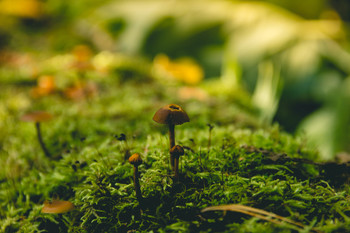 Wald Skizzen / ***