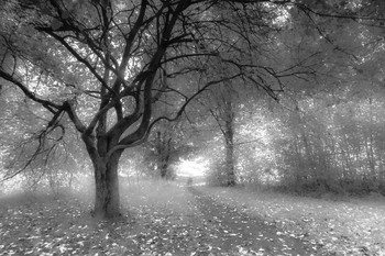 Zum Licht / ***
