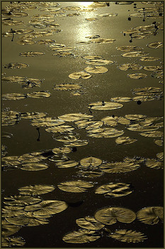 ABEND GOLD / ***