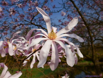 Magnolienbaum / ***