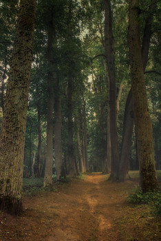 Forest, Allee / ***