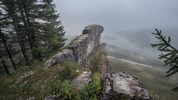 Jakobsmuschel / ***