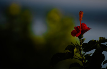 red / Ein Hibiskus auf der Terrasse. Bäume am Üfer des Bodenseees. Ein Segelboot im Vorübersegeln.