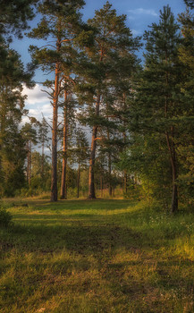 Wald / ***