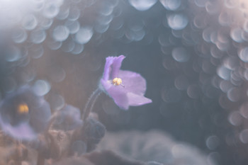 violet / ***
