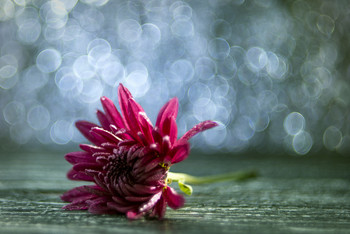 Herbst-Traum / ***