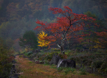Signs of Herbst / ***
