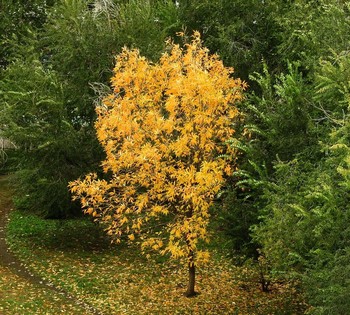 Signs of Herbst / ***