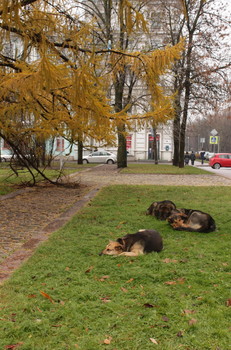 Signs of Herbst / ***