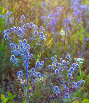 Signs of Herbst / ***