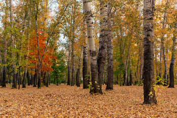 Herbst / ***
