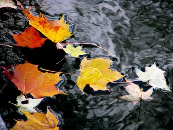 Autumn etude / ***