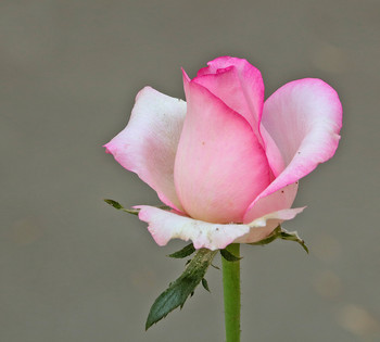 Junge Dame / ***