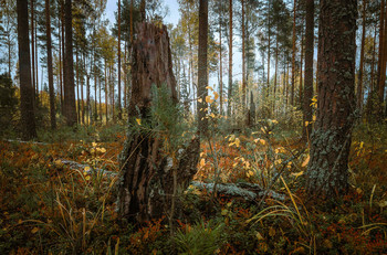 Herbstfarben .. / ***