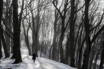   / Buchenwald im Augsbuger Park