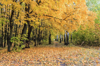 Signs of Herbst / ***