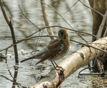  / (Turdus pilaris)