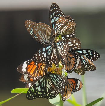 Schmetterlinge / ***