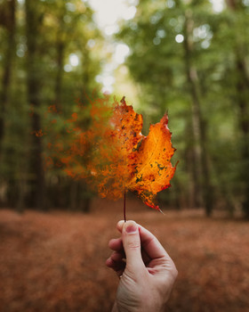 Vergänglicher Herbst / So schön, wie der Herbst ist, so vergänglich ist er leider auch. Aber noch haben wir ja ein paar Wochen????