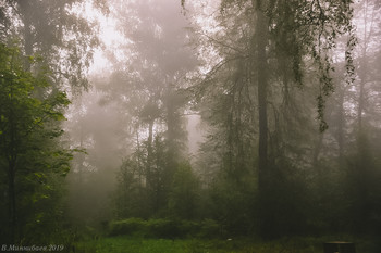 Morgennebel / ***
