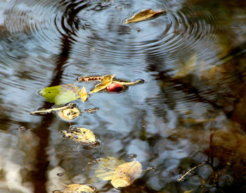 Herbst Etüde. / ***