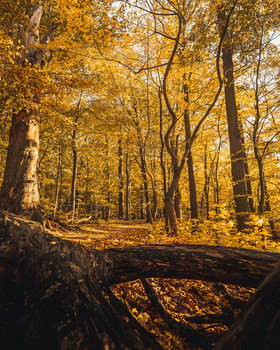 Goldener Herbst / Der Herbst ist da. Und in kürze auch wieder in voller goldener Pracht. Zum Einstimmen habe ich hier mal ein Foto aus dem letzten Jahr.