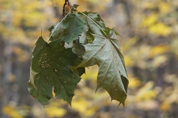 Herbst / ***