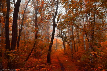 in den herbstlichen Wald / ***