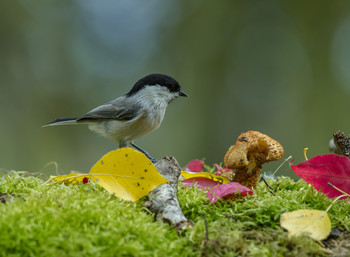 Herbst / .....