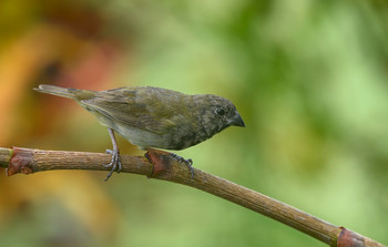 Black-faced grassquit / ***