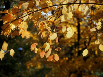 Autumn etude / _______