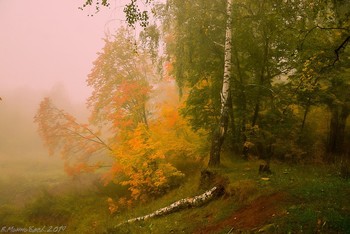 Am Rande des Waldes / ***