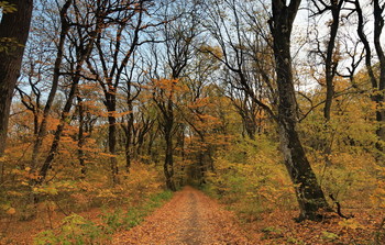 Straße zum Herbst / ***