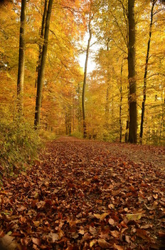 Herbstweg / ***
