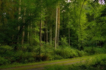 Sommermorgen / ***