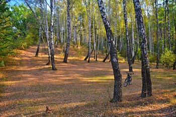 Im Wald / ***