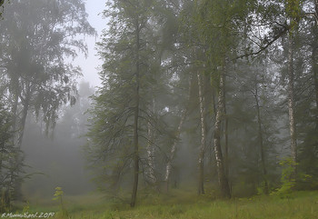 Morgennebel / ...