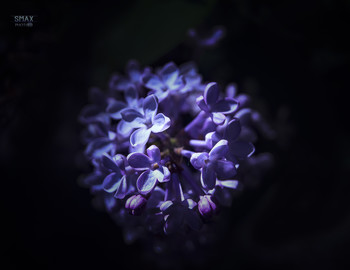 Harmony. / ***