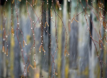 Rainy Stimmung / ***