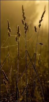 Morgen / ***