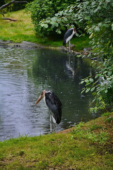Rainy Stimmung / ***