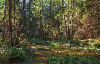 Morgen in den Wald / ***