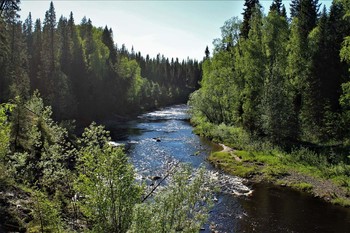 Forest River / ***